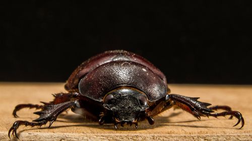 tropical beetles red brown close