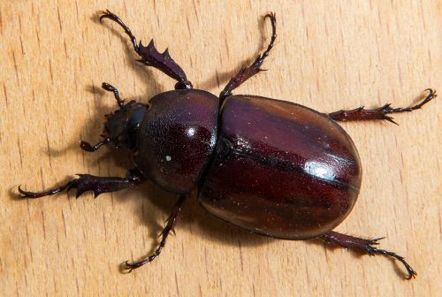 tropical beetles red brown close
