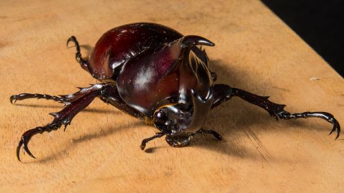 tropical beetles rhinoceros beetle riesenkaefer