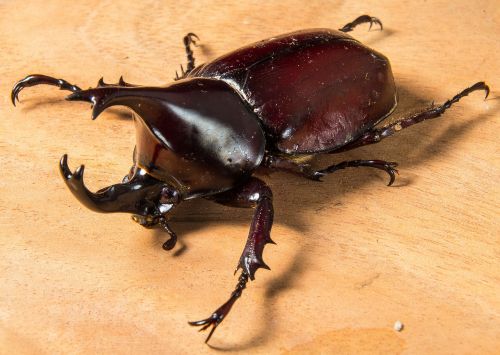 tropical beetles rhinoceros beetle riesenkaefer