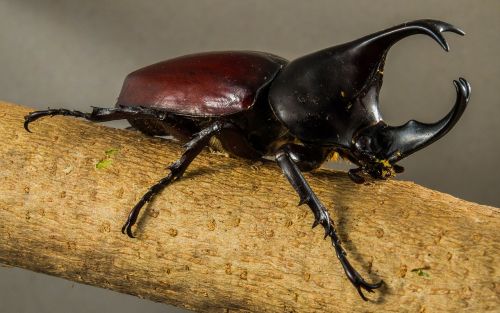 tropical beetles rhinoceros beetle riesenkaefer