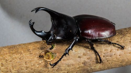 tropical beetles rhinoceros beetle riesenkaefer