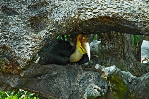 tropical bird toucan thailand