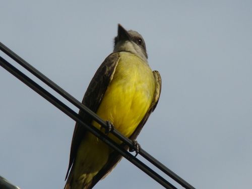 tropical bird sky nature