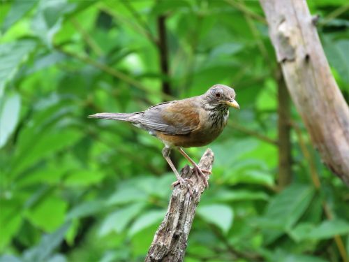 tropical bird bird on branch birding