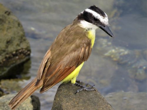 tropical bird birding bird by water
