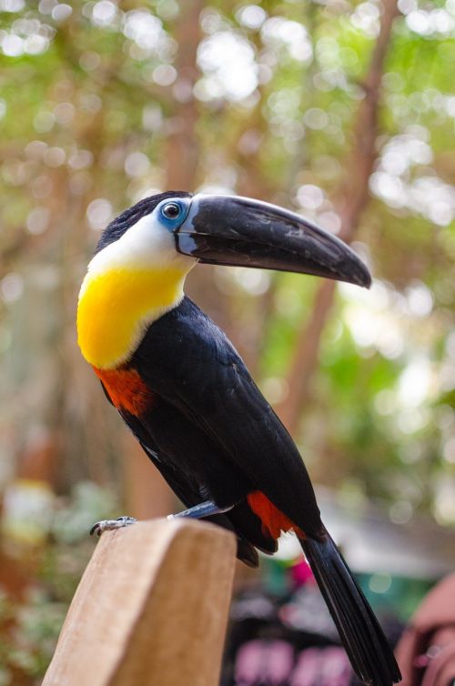 toucan tropical bird climber family ramphastidae