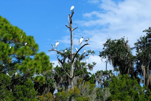 tropical birds herons egret