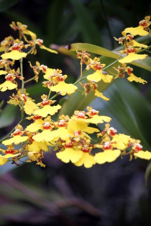 Tropical Bright Yellow Flower