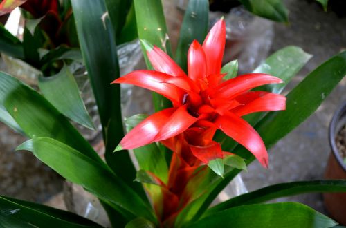 Tropical Bromeliad