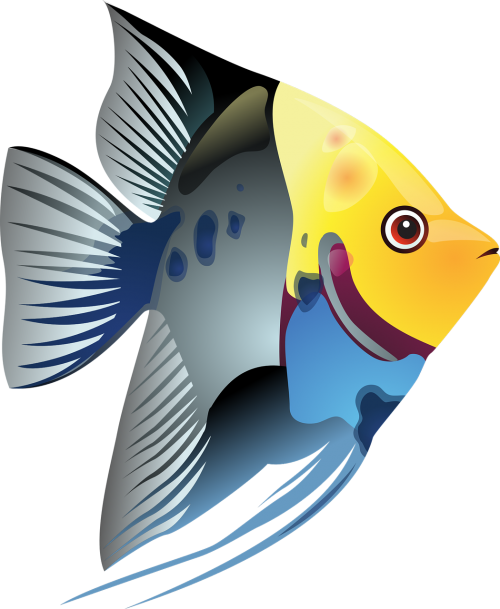 tropical fish fish sea