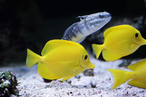 tropical fish yellow tangs fish