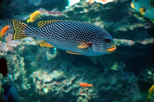tropical fish colorful fish