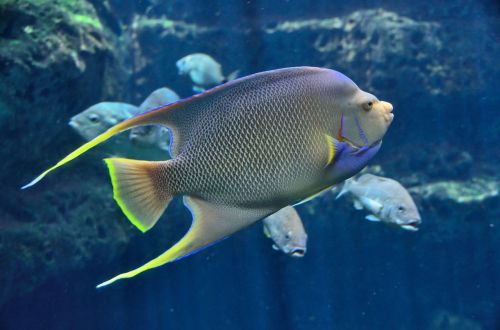 tropical fish aquarium saltwater