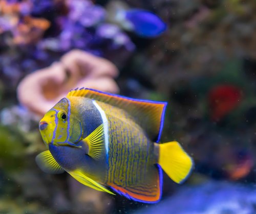 tropical fish  coral  underwater