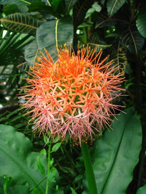 tropical flower flower exotic