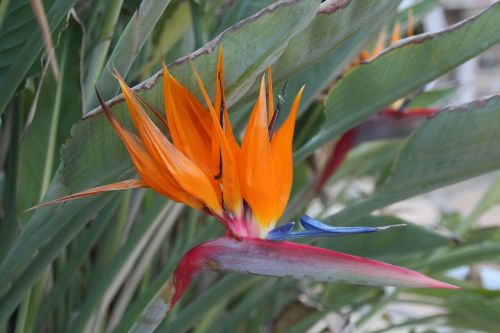 bird of paradise flower tropical flower exotic flowers