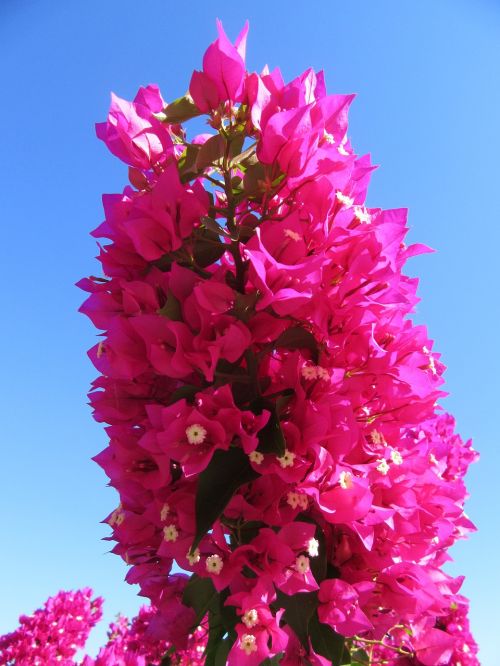 tropical flower pink plant blossom