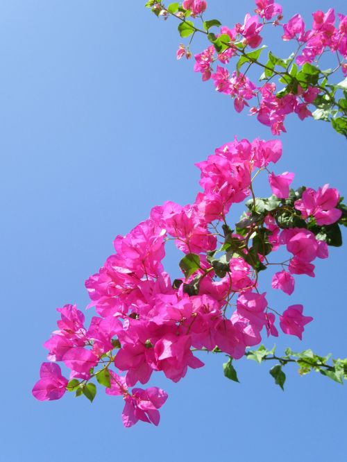 tropical flower exotic flower bougainvillea