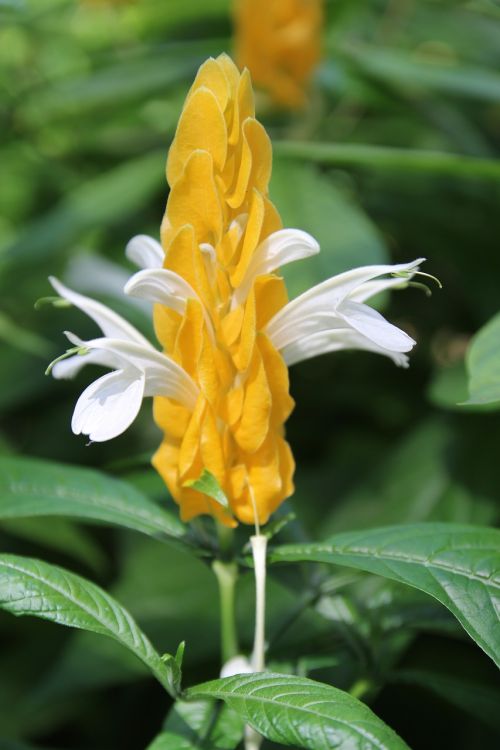 tropical flower yellow tropical