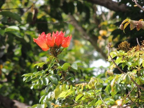 tropical flower landscape nature