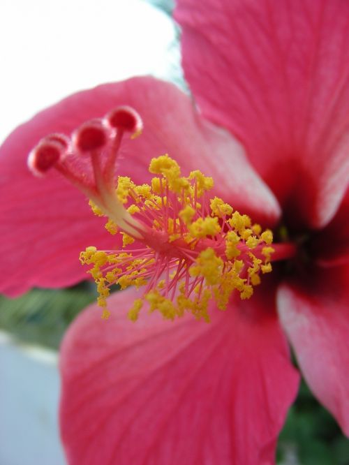 tropical flower pink yellow