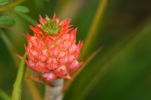 tropical fruit cluster red pineapple fruit non