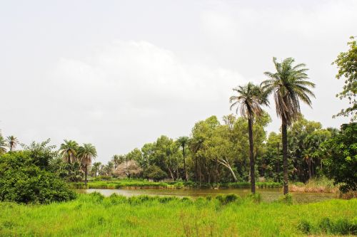 tropical landscape africa nature