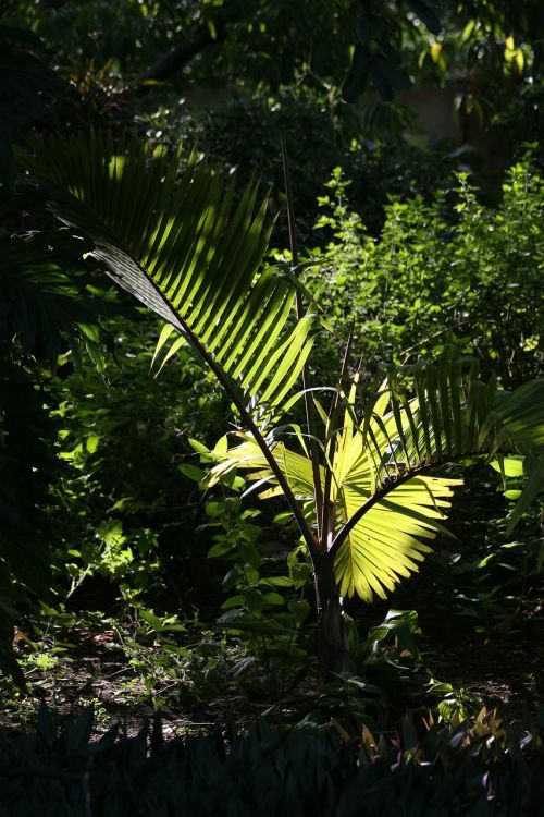 tropical palm flora green