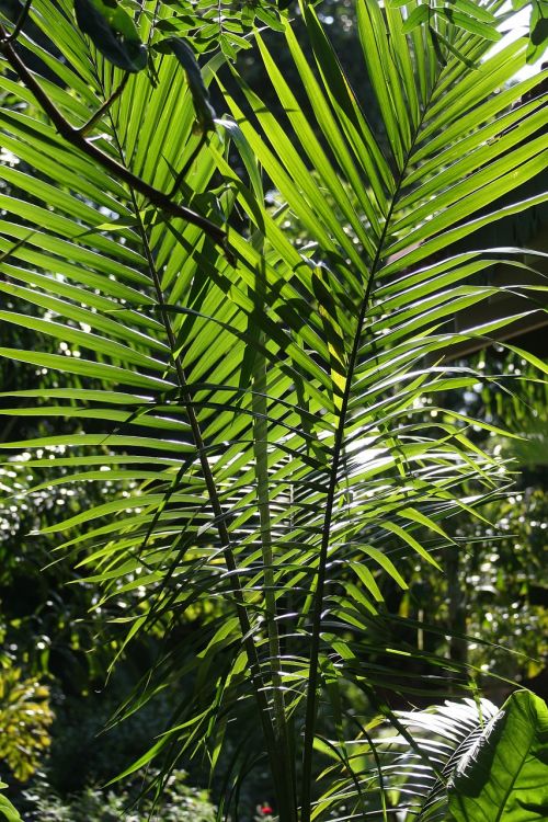 tropical palm flora texture