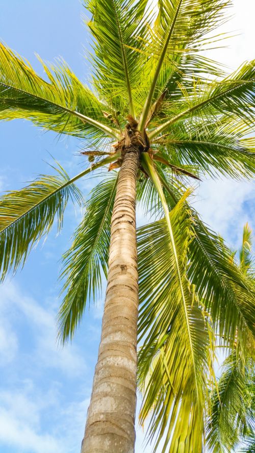 Tropical Palm Tree
