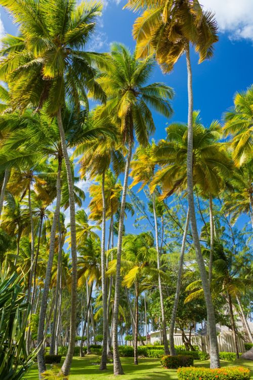 Tropical Palm Trees