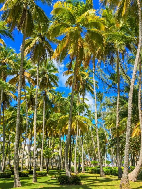 Tropical Palm Trees