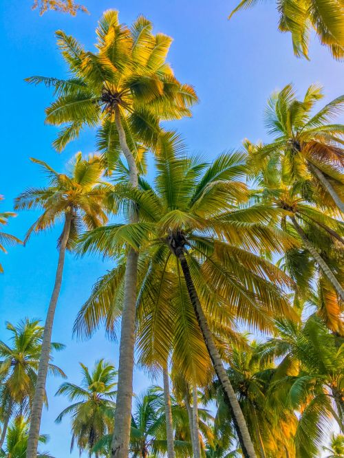 Tropical Palm Trees