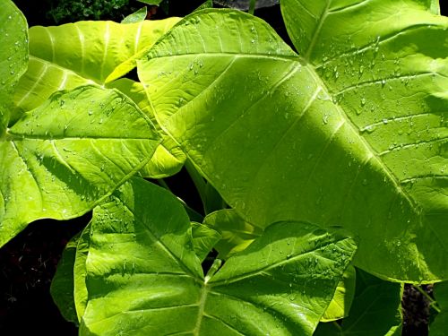 tropical plant leaf green