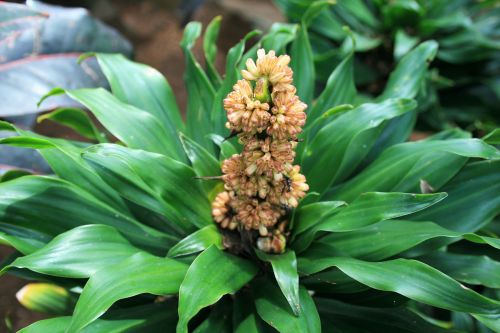 Tropical Plant Blossoms