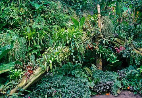 tropical plants display jungle