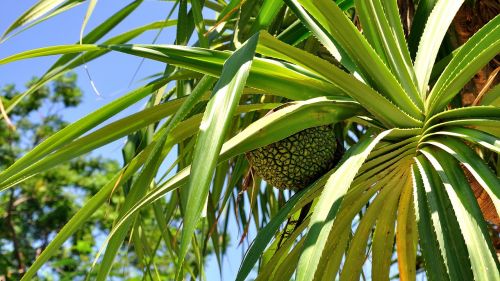 tropical plants pineapple blue sky