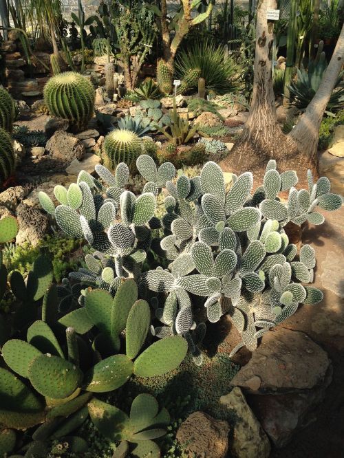 tropical plants cactus botanical garden