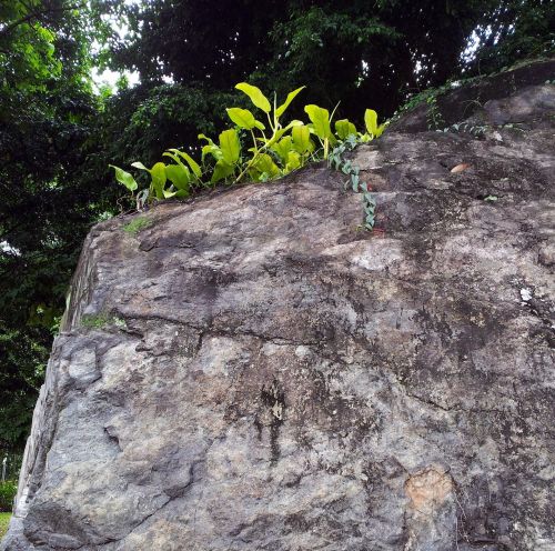 Tropical Plants On The Rock