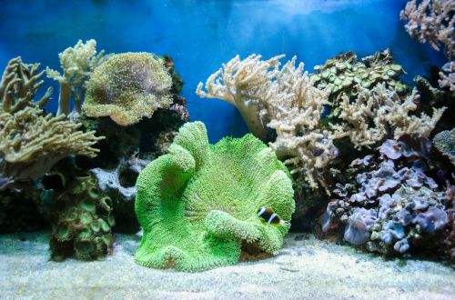 Tropical Sea Underwater With Corals