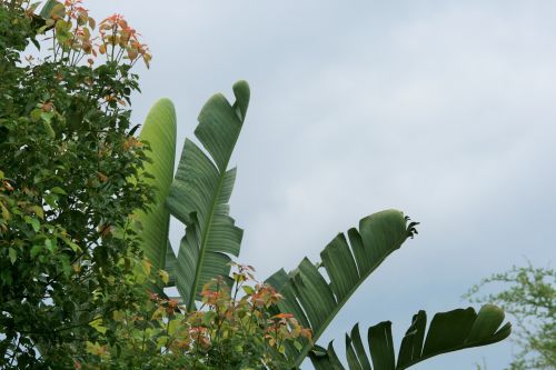 Tropical Strelitzia Leaves