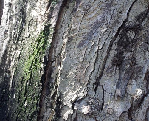 Tropical Tree Bark Texture