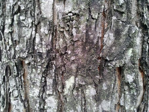 Tropical Tree Bark With Fungals