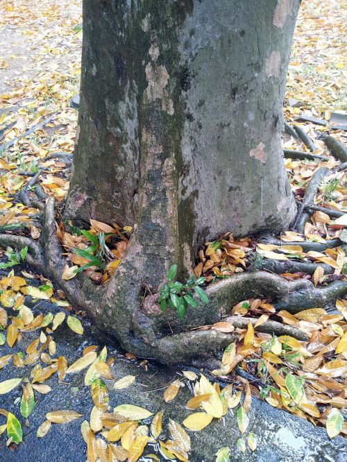 Tropical Tree Root By The Pavement