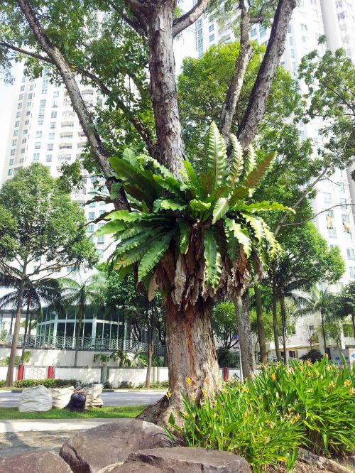 Tropical Tree With Fork Plant