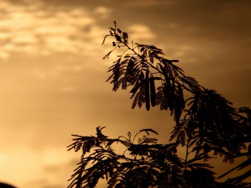 Tropical Trees Silhouette At Sunset