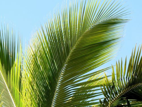 tropics palm leaf palm