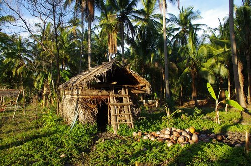 tropics  hut  coconuts