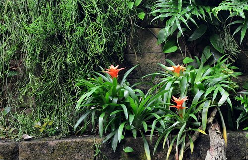 tropics  rainforest  exotic